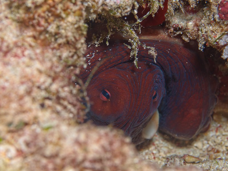 Octopus, Trawangan Slope